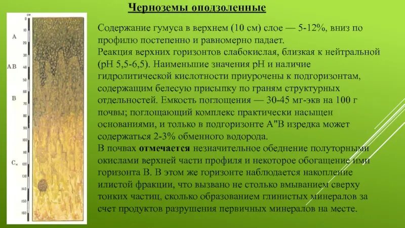 Черноземы выщелоченные почвенный профиль почвы. Черноземы оподзоленные почвы профиль. Черноземы содержимое гумуса. Тип почвы чернозем. Порядок почв с севера на юг