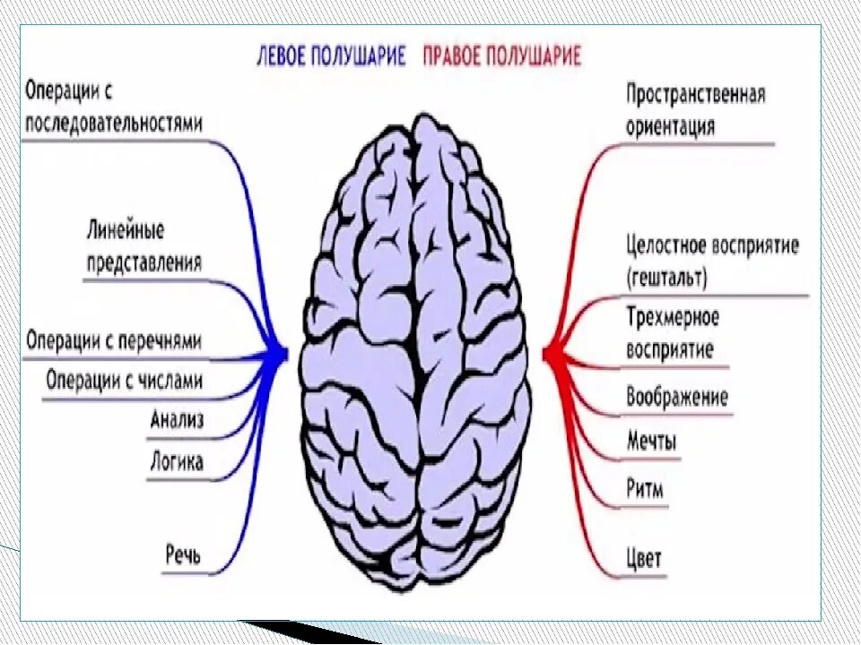 Левое полушарие. Левое полушарие мозга. Левое и правое полушарие мозга. Доминирование полушарий мозга. Тест головного полушария