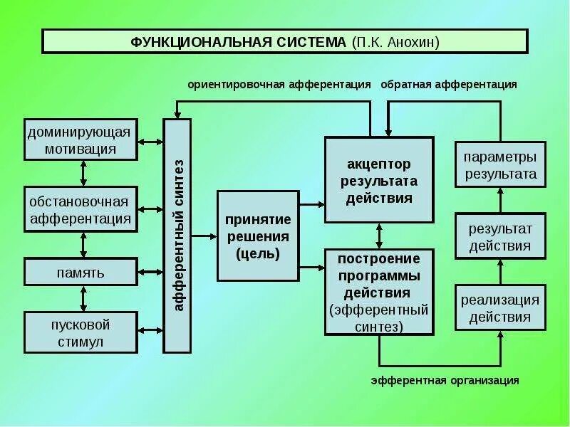 Анохин функциональные системы. Теория функциональных систем Анохина. П К Анохин теория функциональных систем. Функциональные системы организма Анохин. Что понимают под функциональной системой приведите примеры