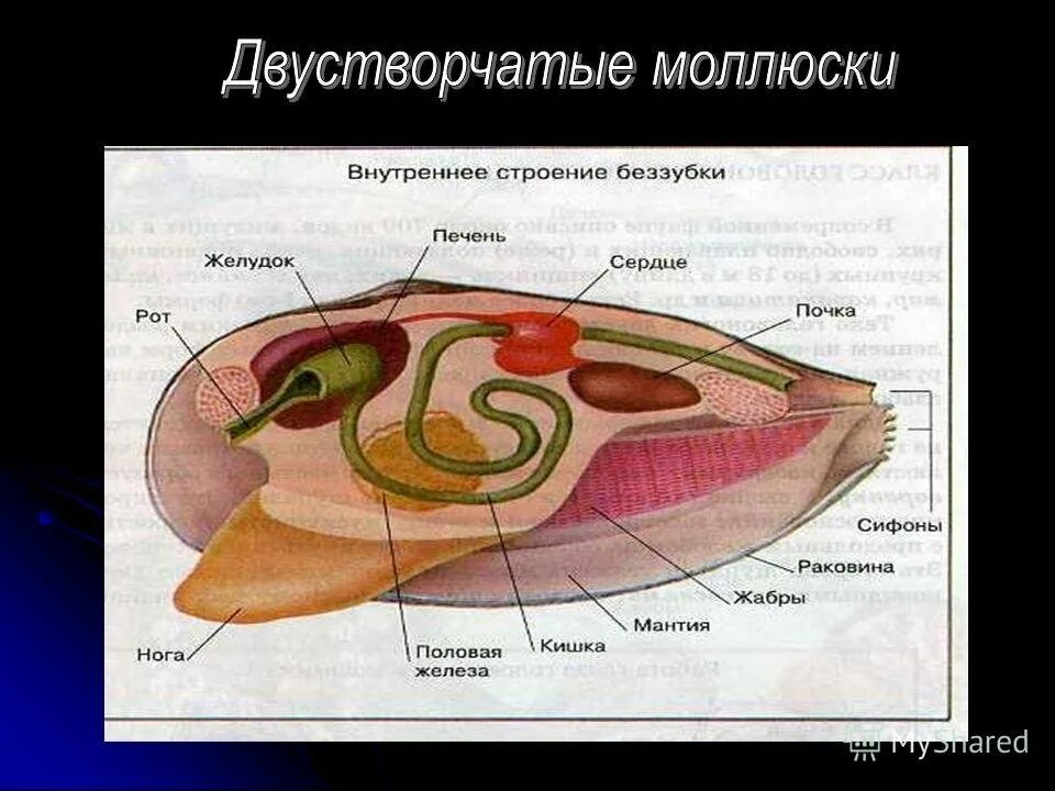 Органы строения моллюска. Внутреннее строение беззубки. Строение двустворчатого моллюска ЕГЭ. Двустворчатые моллюски строение Мидия. Строение и системы органов двустворчатых моллюсков..