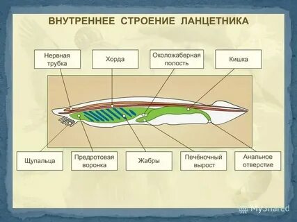 Строение покровов тела у ланцетников