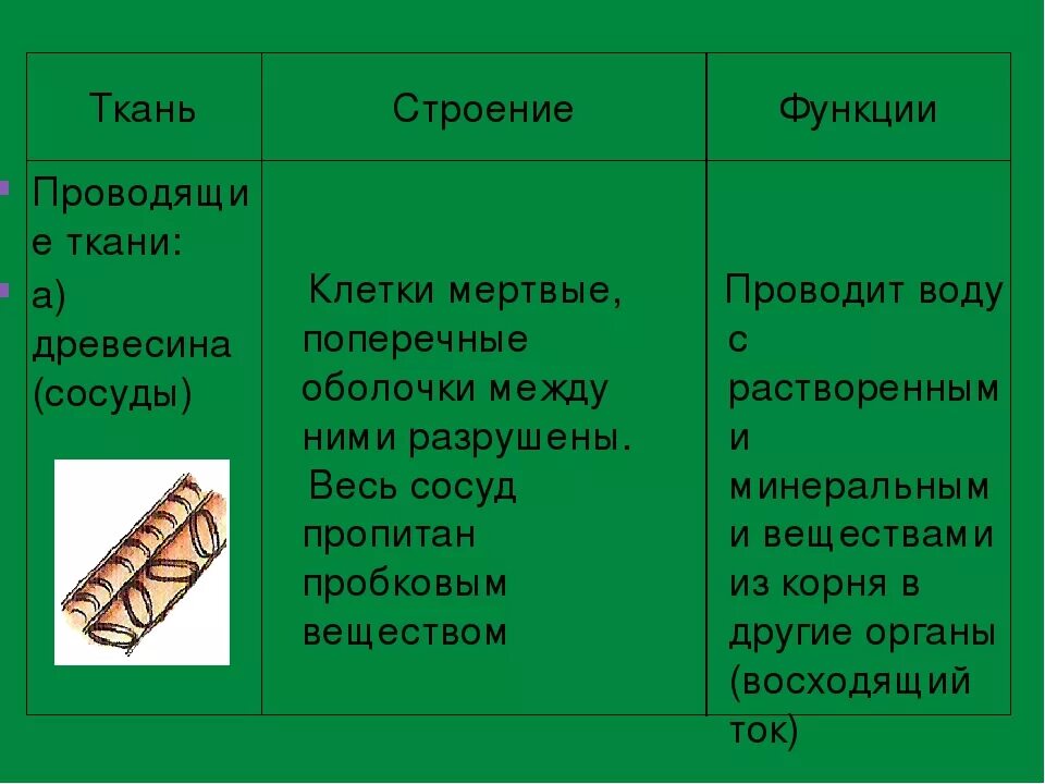 Какая часть у проводящей ткани. Особенности строения проводящей ткани 5 класс биология. Проводящая ткань растений строение и функции таблица 5. Проводящие ткани строение и функции. Ткани растений. Проводящие ткани строение и функция..