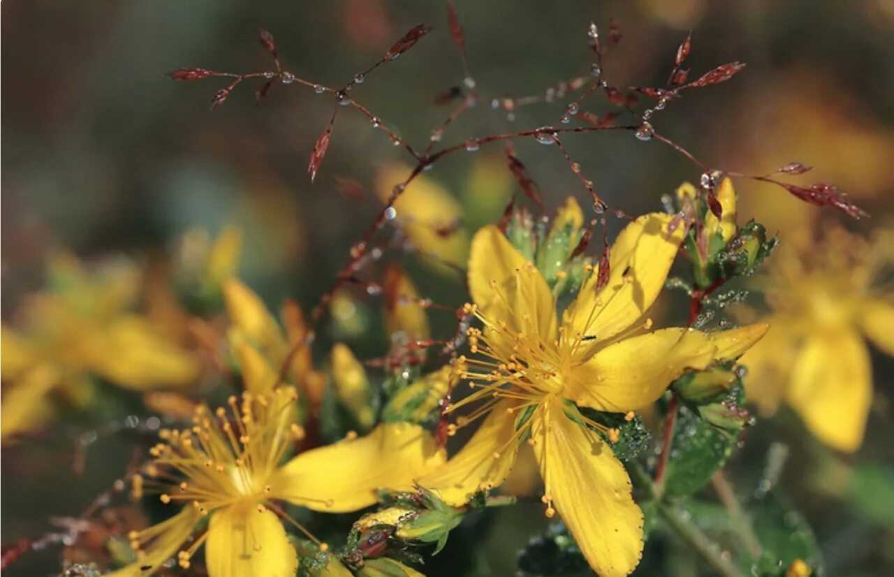 Зверобой (Hypericum). Цветок зверобоя продырявленного. Зверобой продырявленный с. Золотодолинский. Зверобой Монбре. Зверобой народная медицина