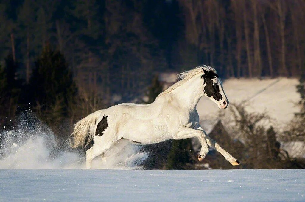 табун белых лошадей. лошади в снегу. лошадь идет по снегу. лошади зимой. лошадь по снегу.