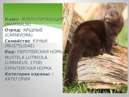 Норка книги