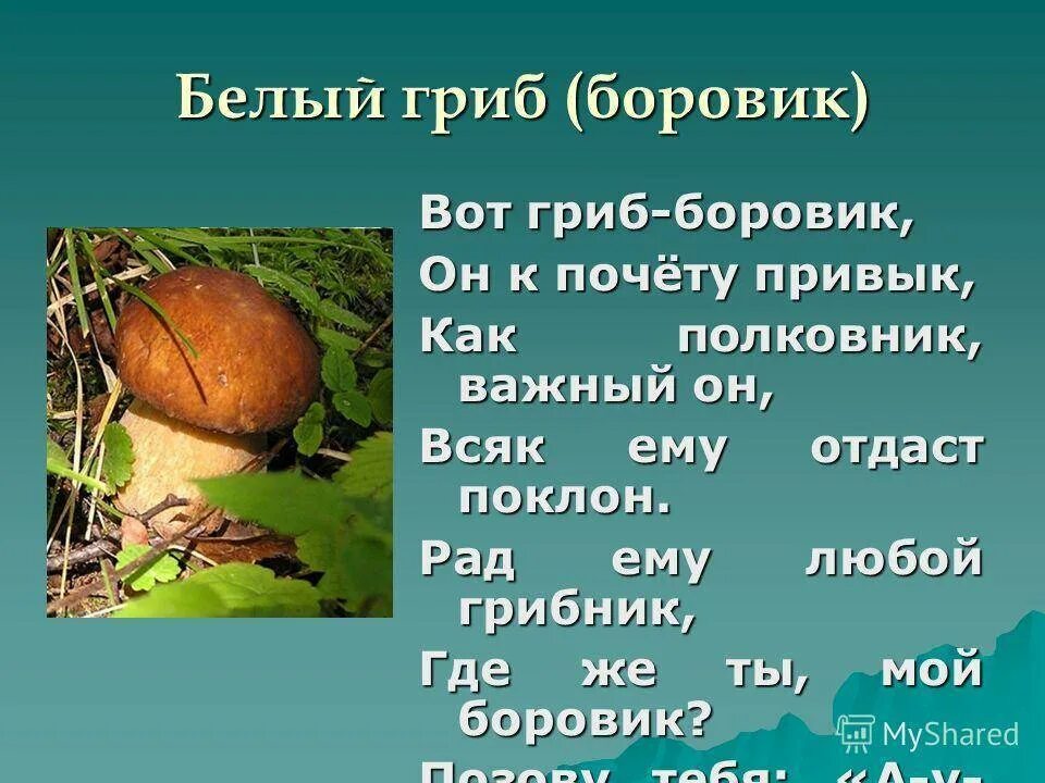 Сообщение о грибе Боровике. Описание гриба белый гриб. Белый гриб Боровик. Белый гриб Боровик описание. Боровик описание