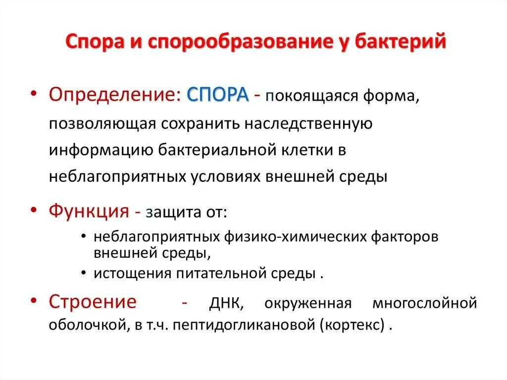 Спор значение. Споры и спорообразование микробиология. особенности спор микробиология. структура спор бактерий. споры бактерий микробиология.