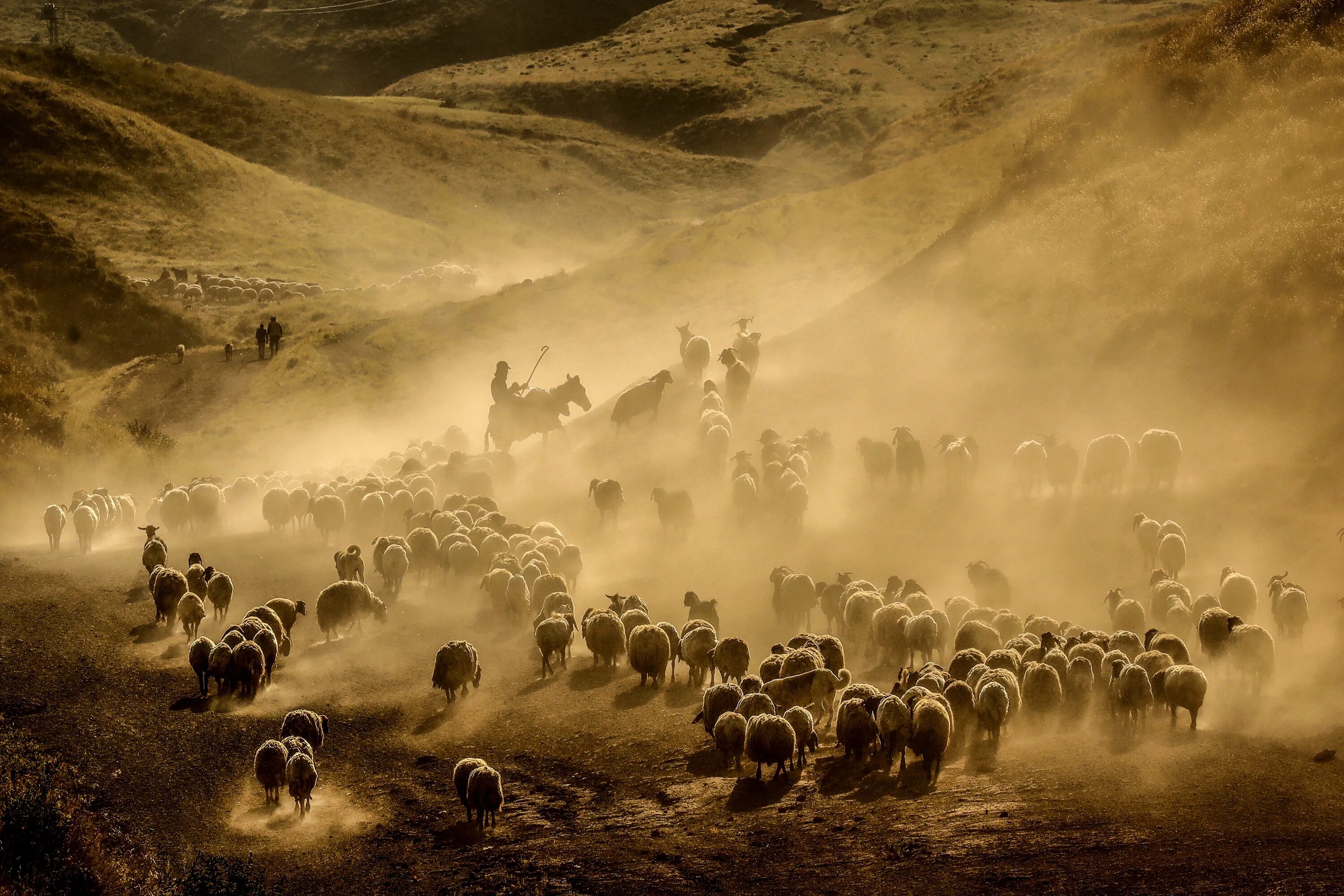 Пастух гонит стадо. Отара овец. Стадо овечек. Отара овец в горах. Стадо овец.