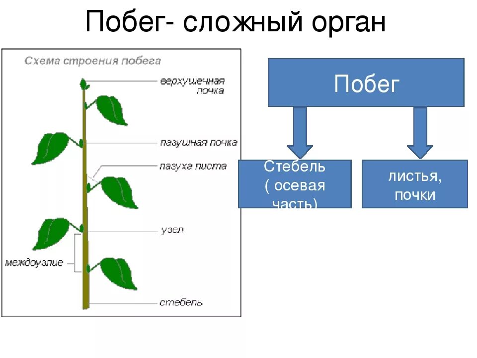 Строение побега 6 класс биология. Схема строения побега 6 класс биология. Побег схема биология. Побег цветкового растения схема.