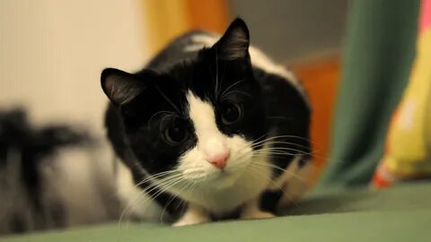 Лицо кота черно белого