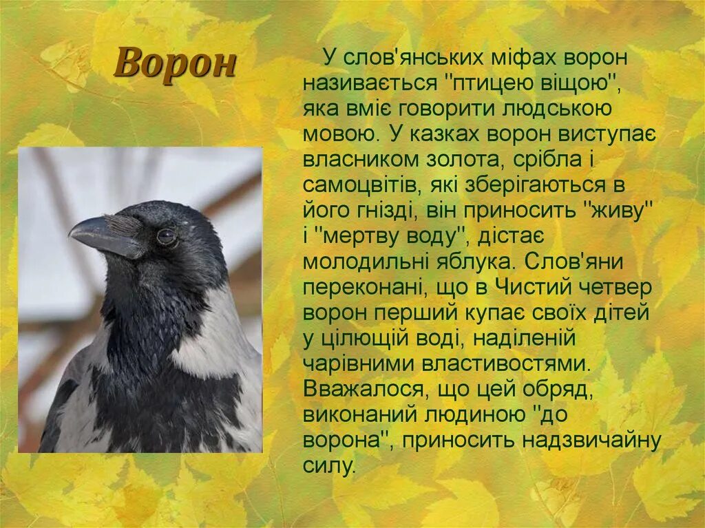 Доклад о вороне. Ворона описание. Описание вороны. Ворона текст.