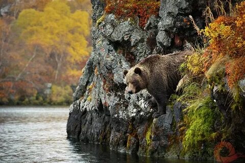 Красивые места с животными