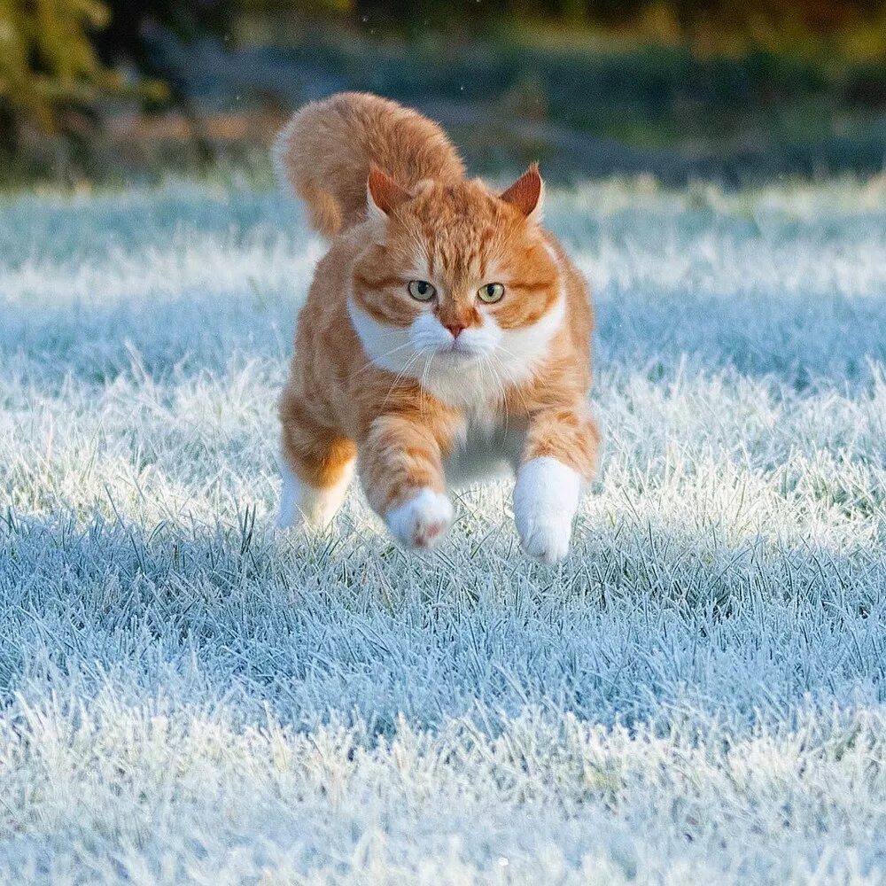 Котик бежит. Кот убегает. Кот мчится. Рыжий кот бежит.