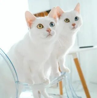 Cat sisters