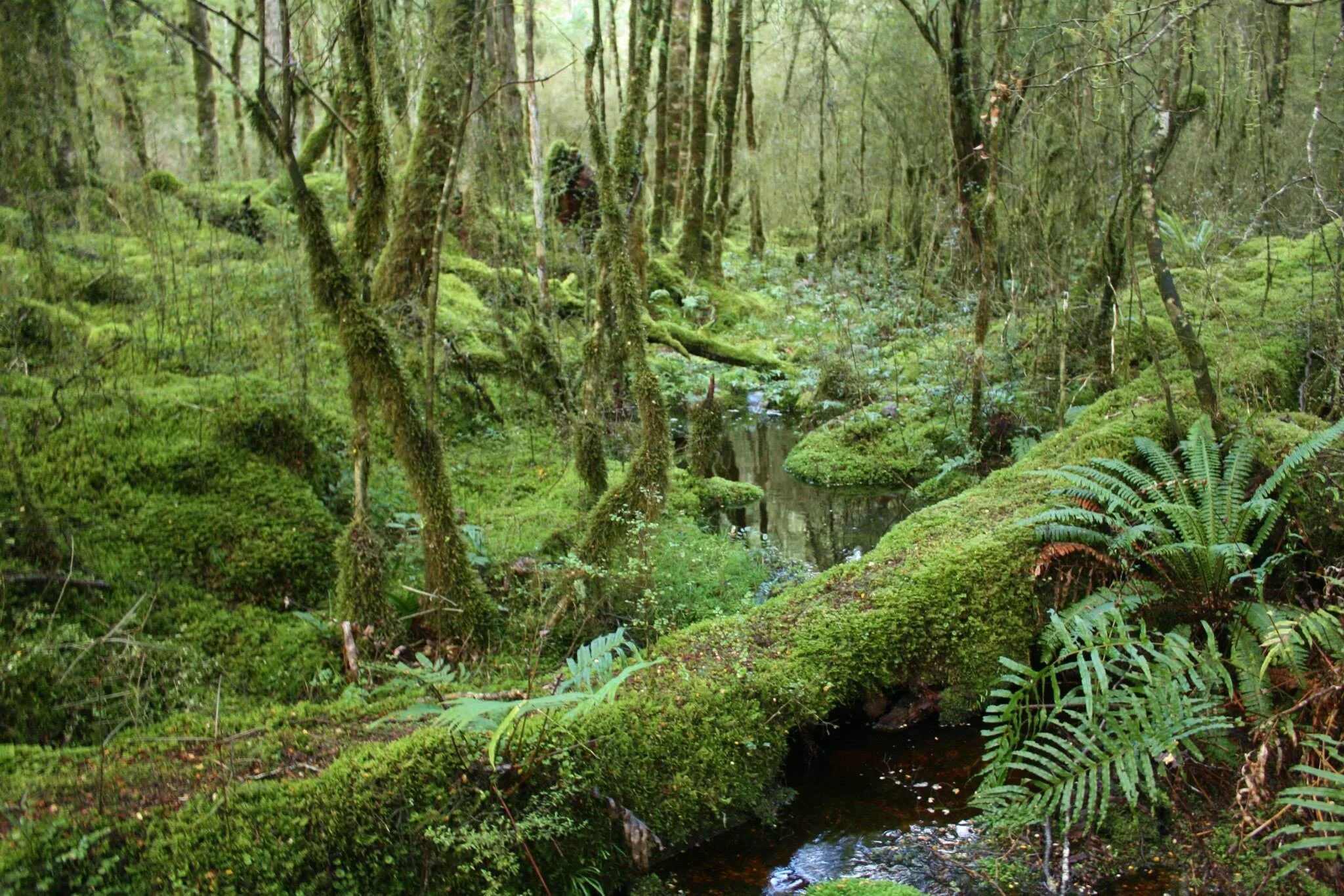 Нижний ярус тропического леса. Полувечнозеленый тропический лес. Растительный мир сельвы в Южной Америке. Листопадные тропические леса.