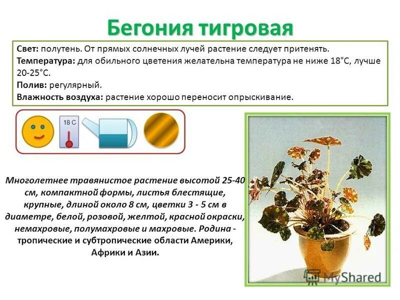Опишите особенности растений каланхоэ и аспарагуса