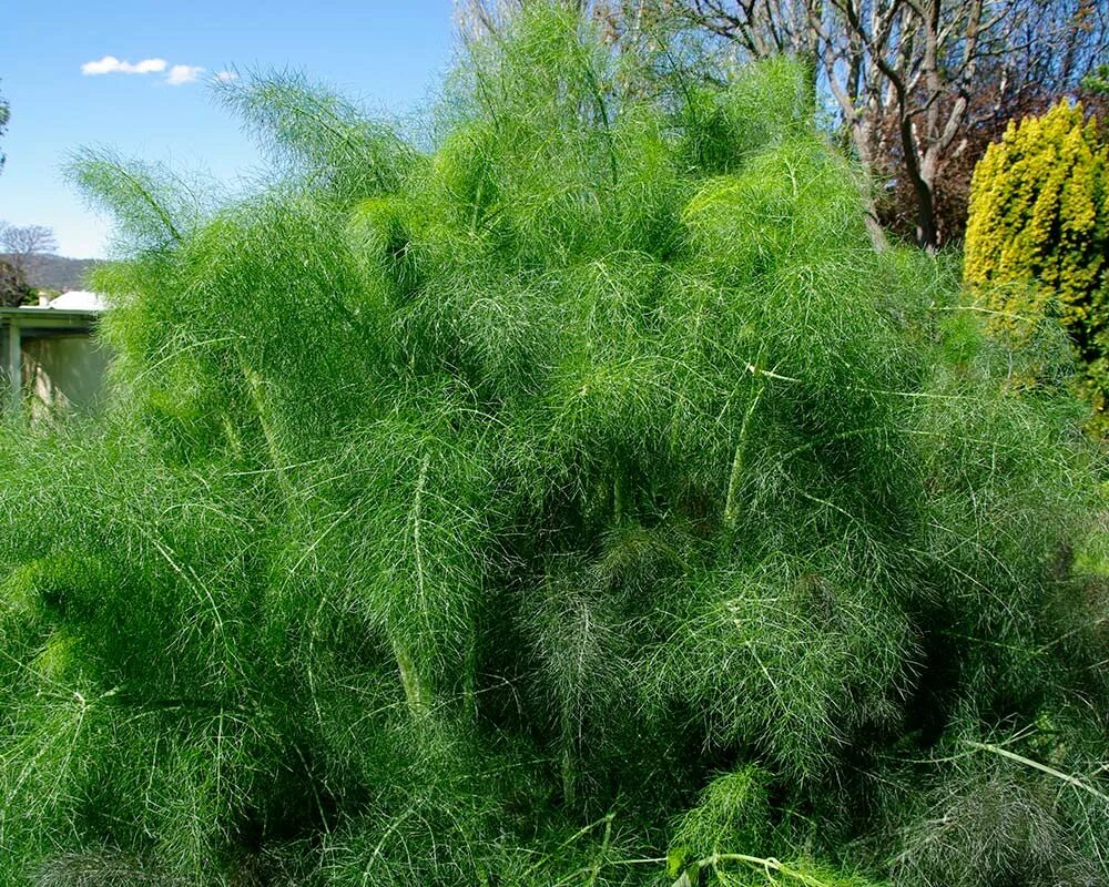 Растение похожее на укроп. Фенхель зонтичные. Укроп кибрай русский огород. Мучнистая роса на укропе. Вислоплодник укропный.