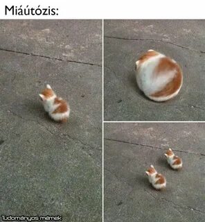 Кошка размножение