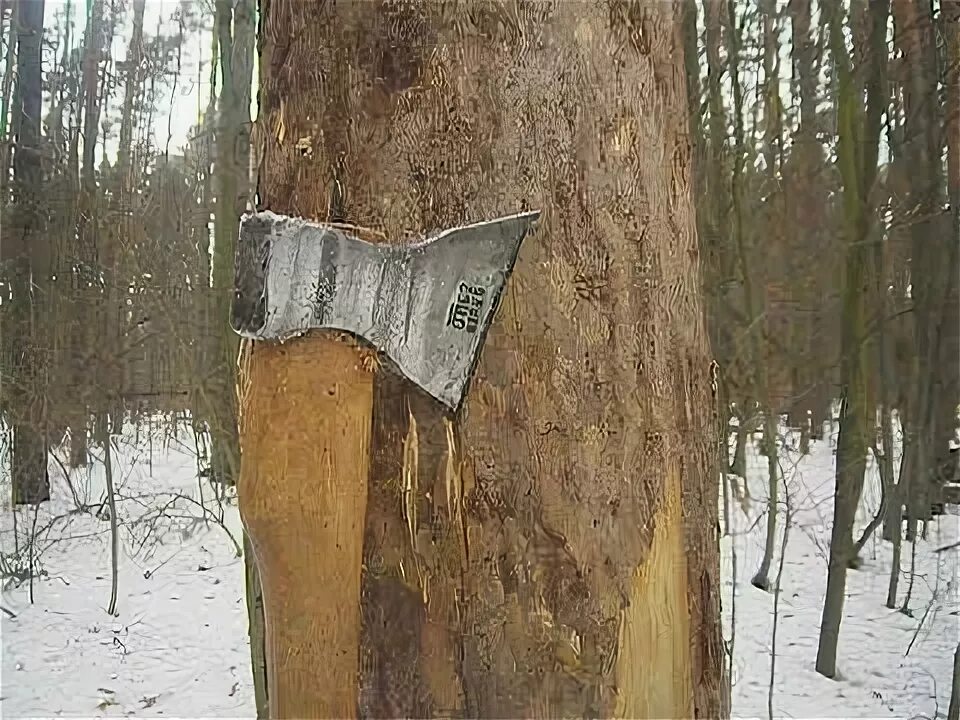 Стук топора и голоса людей вскоре затихли. Звук рубки дерева топором. звук топора. пояс для рубки деревьев. стук топора.