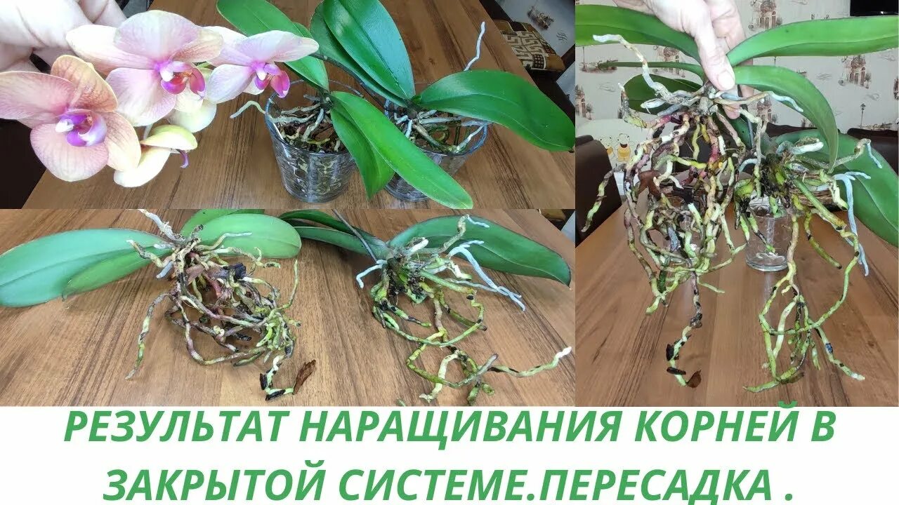 Для наращивания корневой системы. Пересадка орхидеи. Корневая система орхидеи. Закрытая система для орхидей.