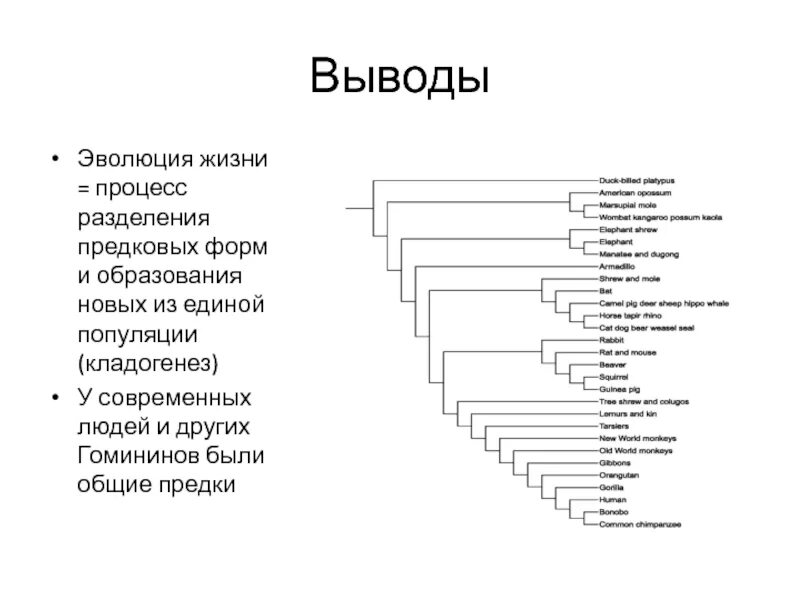 Направление эволюции вывод. Эволюция человека вывод. Этапы эволюции вывод. Заключение эволюции человека. Вывод об этапах развития.