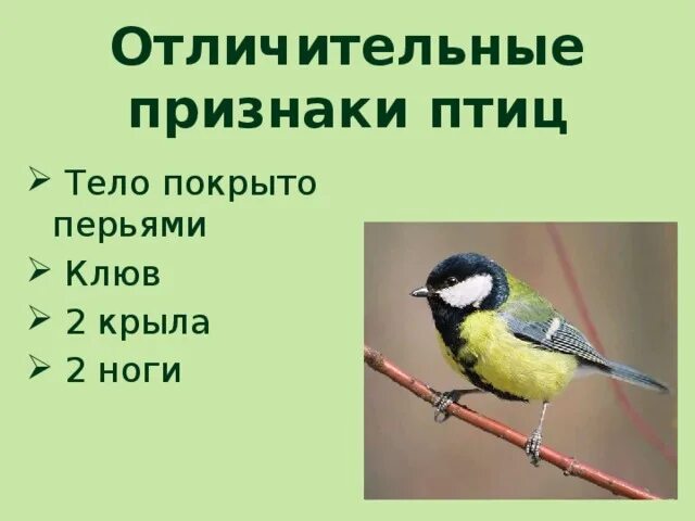 Отличительные признаки птиц