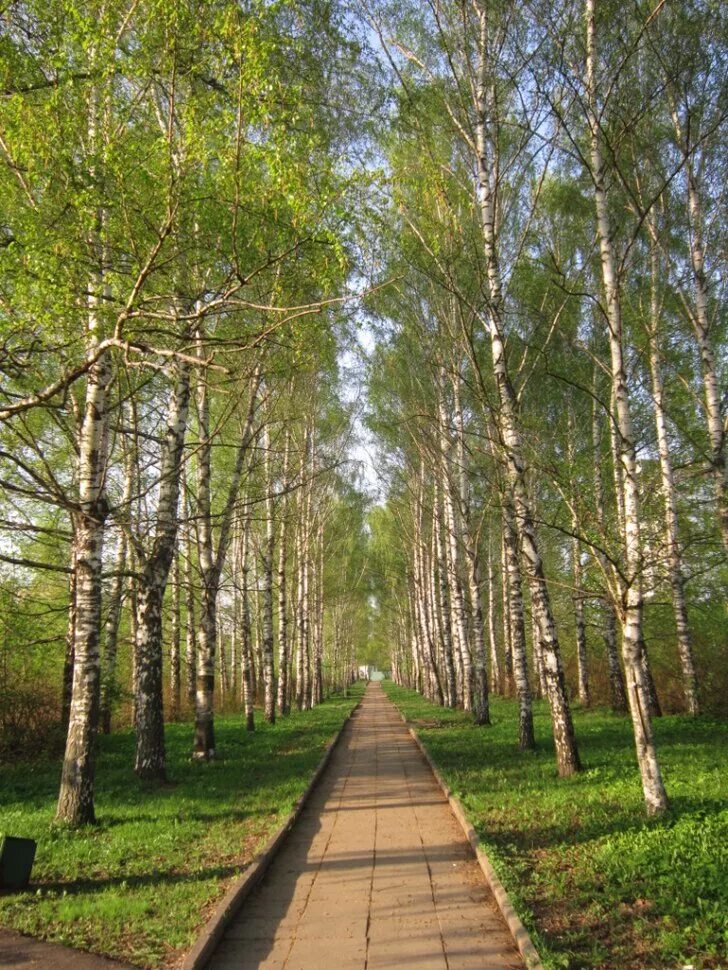 Березовая аллея москва. Березовая аллея москва. Жк пик грин парк москва. Березовая аллея телефоны. Березовая аллея телефоны.