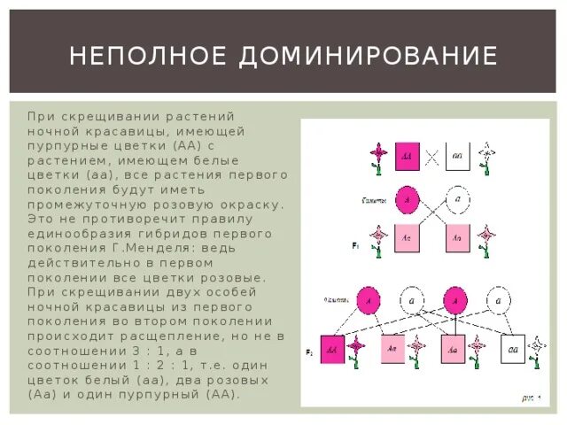 Полное доминирование aa aa. Неполное доминирование схема. Скрещивание при неполном доминировании. Ночная красавица скрещивании растения. Схема скрещивания при неполном доминировании.