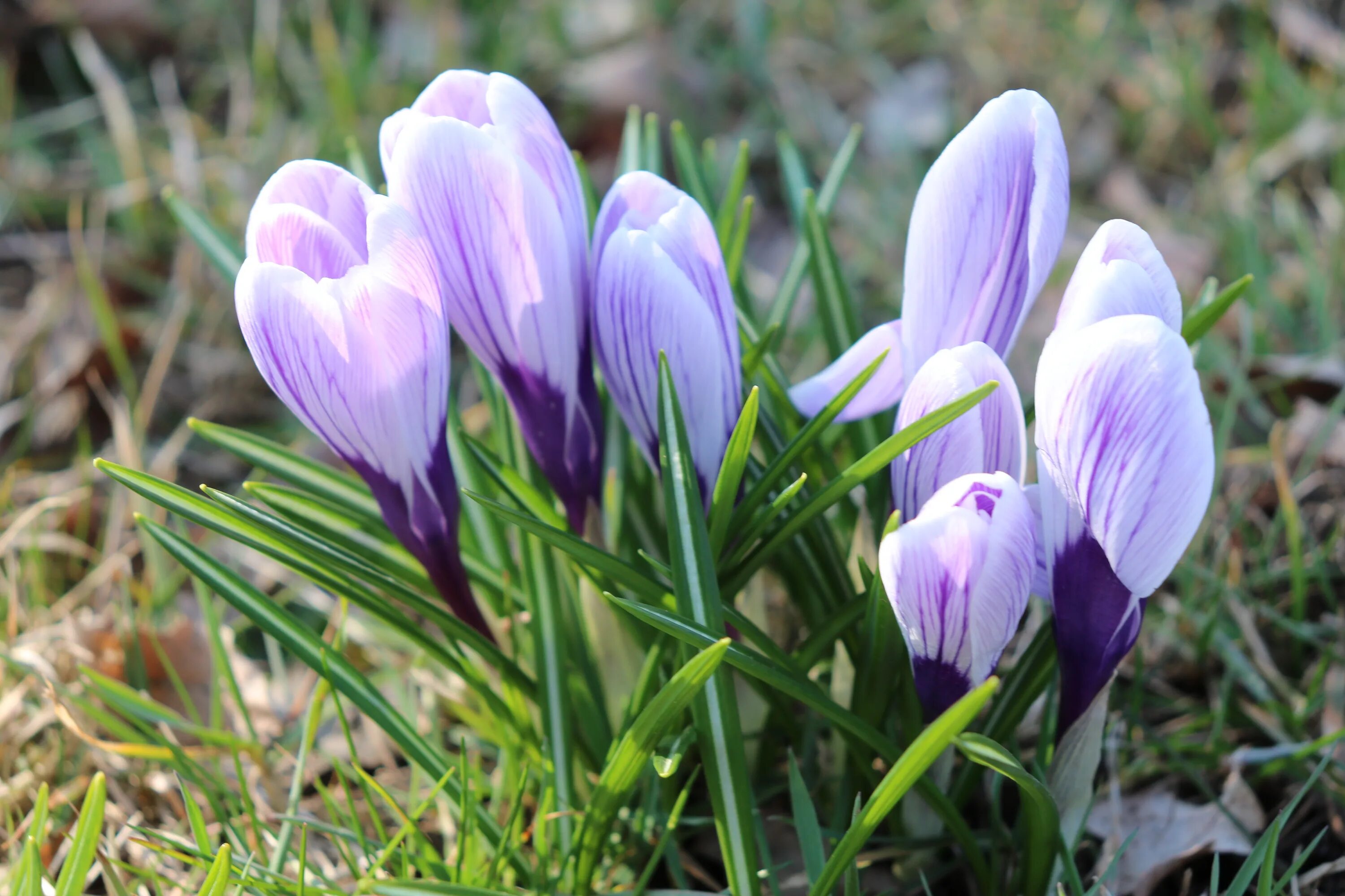 Крокус вранье. Крокус Эванс. Crocus biflorus. Crocus hartmannianus. Крокус Красиков.