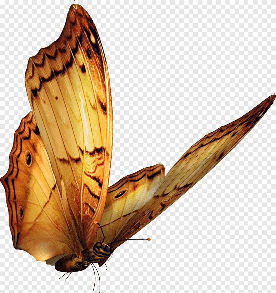 Бабочки для фотошопа. Красивые бабочки на прозрачном фоне. Бабочка в полете. Летающие бабочки на прозрачном фоне. Прозрачная бабочка пнг