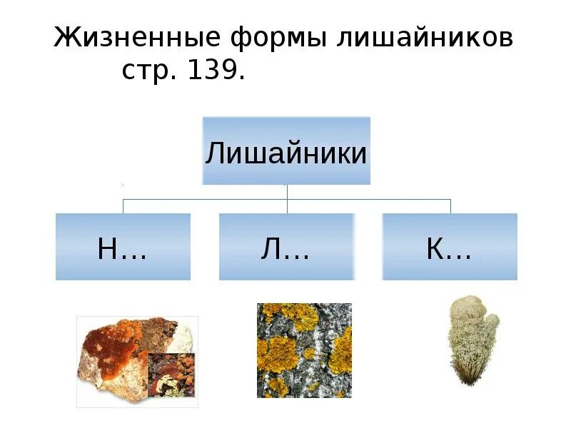 Жизненные формы лишайников 5 класс. Ребус лишайник. Жизненные формы лишайников 5. Жизненные формы лишайников таблица.