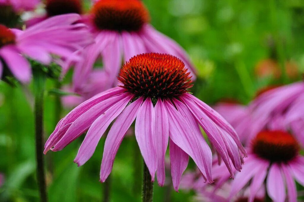 эхинацея лекра сэт. эхинацея пурпурная фармсправка. эхинацея (echinacea). эхинацея пурпурная (echinacea purpurea). эхинацея лекарственная цветок.
