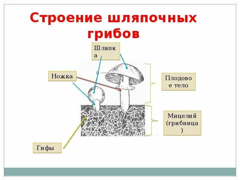 Строение шляпочного гриба 7 класс биология. Грибы строение шляпочных грибов. Строение и питание шляпочных грибов. Строение шляпочного гриба. Шляпочные грибы классификация.