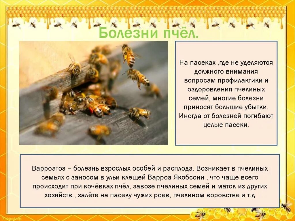 Как еще называют болезнь пчел. Болезни пчёл опасные для человека. Профилактика болезней пчел. Инфекционные болезни пчел. Болезни пчел вызываемые простейшими.