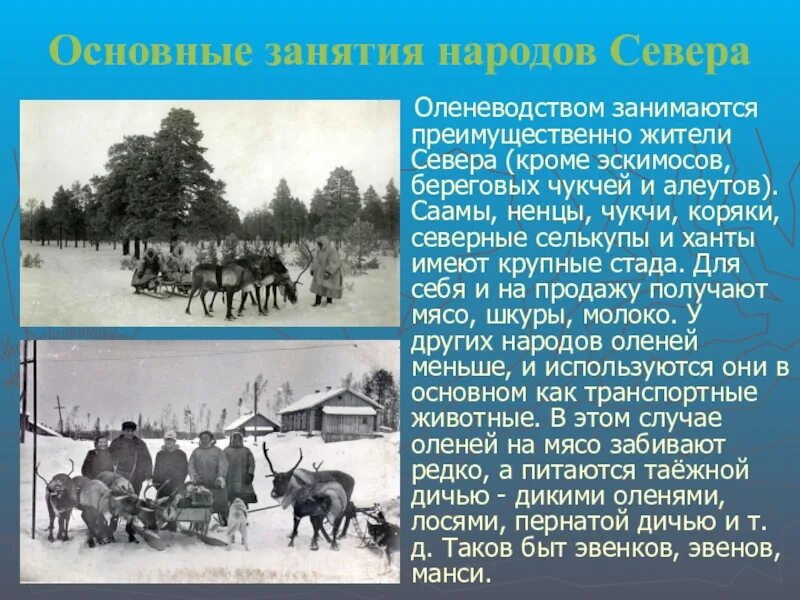 Занятия народов севера. Основные занятия народов севера. Основное занятие народов севера. Оленеводство это основное занятие.