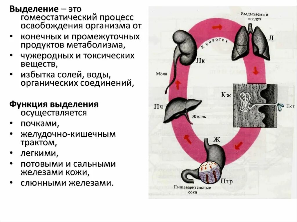 Через какие органы выделения выводятся газообразные. Органы участвующие в процессе выделения. Органы участвующие в выделении конечных продуктов. Выделение продуктов обмена веществ. Какие органы участвуют в выделении продуктов белкового обмена.