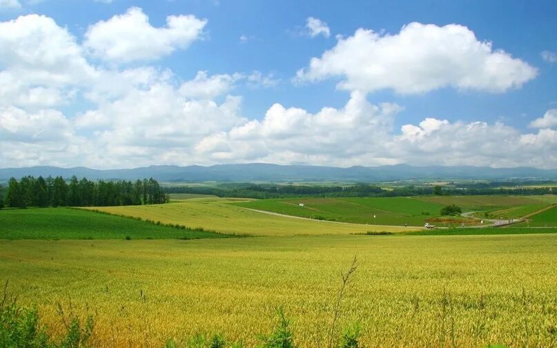 Пейзаж. Проселочная дорога. Просторы родного края. На просторах беларуси. Летом в поле.