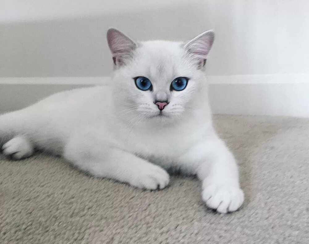 Породы котов с голубыми глазами. Британская шиншилла Коби. Британская шиншилла Уоби. Британская шиншилла Коби кошка. Белая Британская шиншилла Коби.