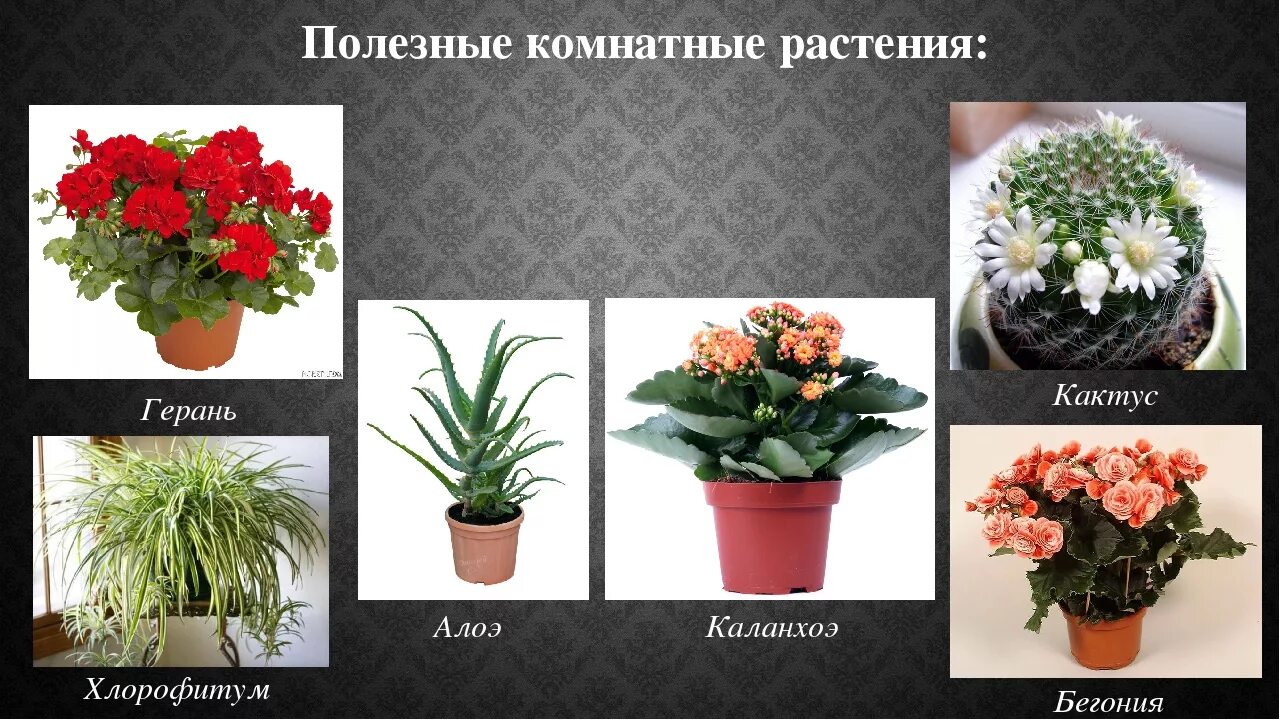 Комнатные растения, очищающие воздух в квартире и офисе
