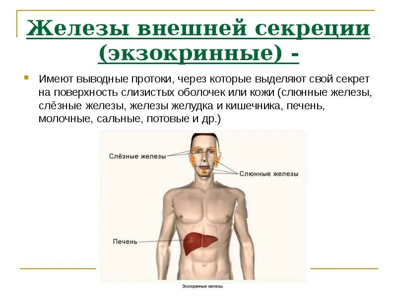 Железы внутренней и внешней секреции печень. Печень железа внутренней или внешней секреции. Железы внешней секреции выделяют секрет. Железы внутренней секреции вырабатывают секрет.