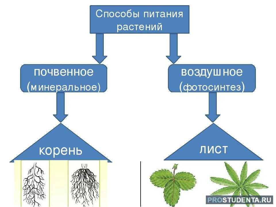 Схема питания растений 6 класс биология. Минеральное питание растений удобрения 6 класс. Схема минерального питания. Минеральное питание растений схема 6 класс.