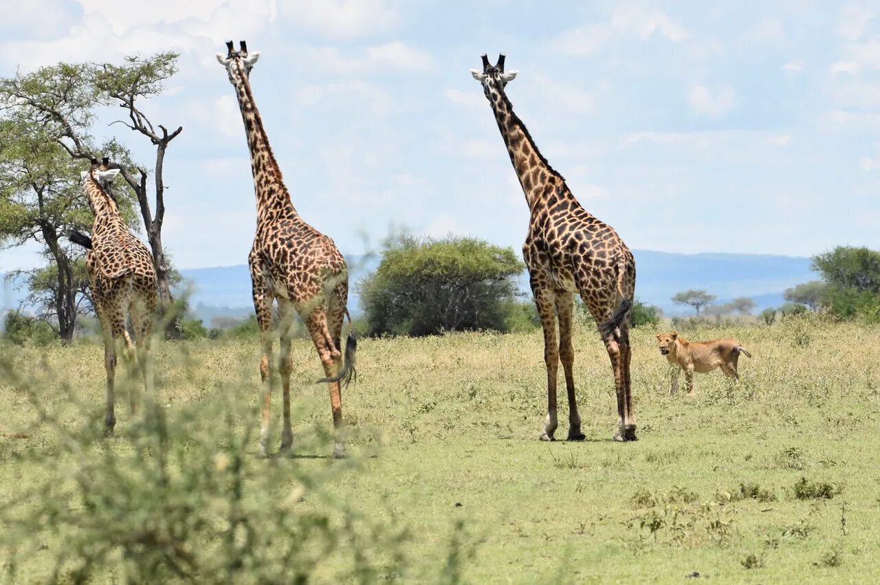 фотообои детские с жирафом. фотообои в детскую комнату с жирафами. жираф детский развлекательный центр г. жираф сетчатый ленинградский зоопарк. животные на э.