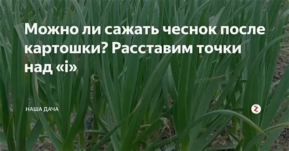 Что можно сажать после картофеля на следующий. Что сажать после чеснока. Что нельзя сажать после чеснока. Чеснок послеткартошки. После чеснока можно сажать картофель.