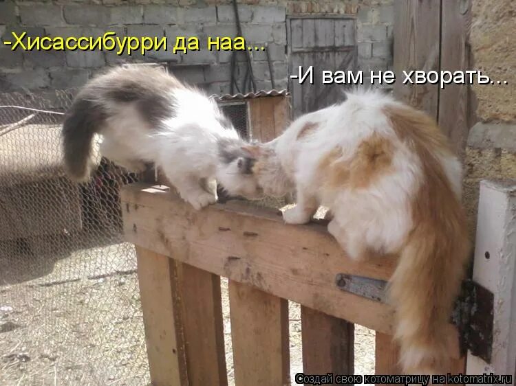 И вам не хворать значение. И вам не хворать. Утро прекрасное в двери стучится. И вам не хворать. Смешные картинки ухожу.