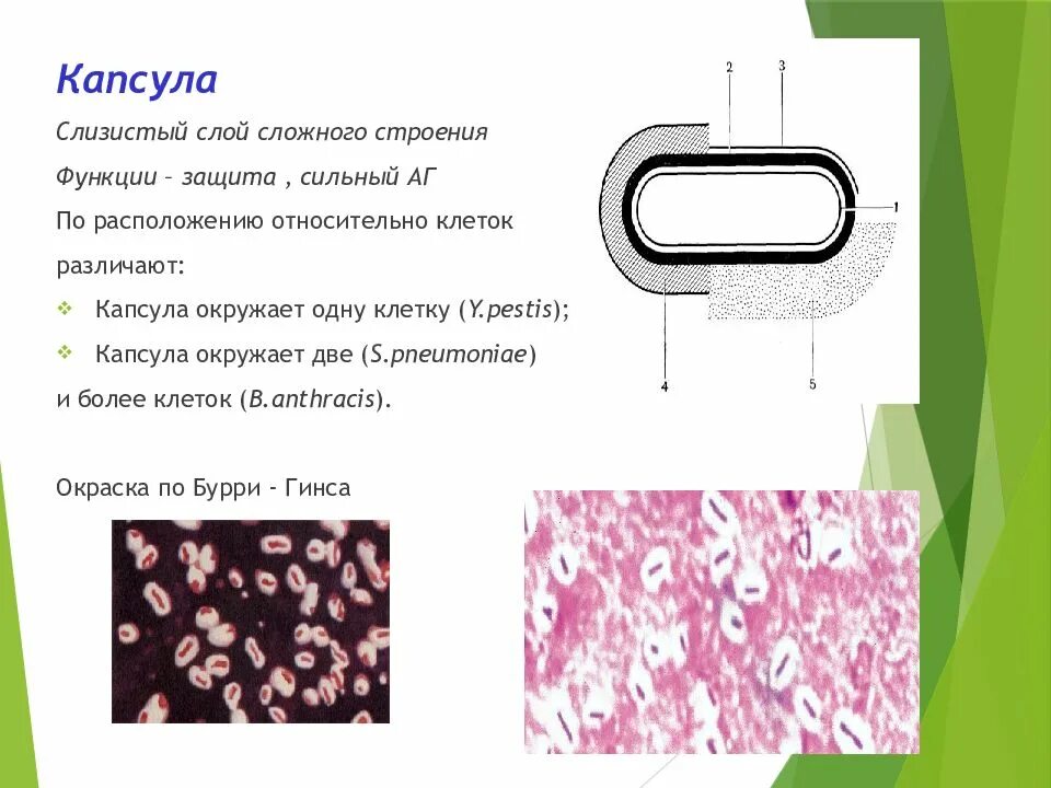 Капсула бактерий окраска по Бурри-ГИНСУ. Окраска капсул по Бурри-ГИНСУ. Капсула и слизистый слой. Бактериальная клетка окраска Бурри-Гинса. Слизистый слой бактерий