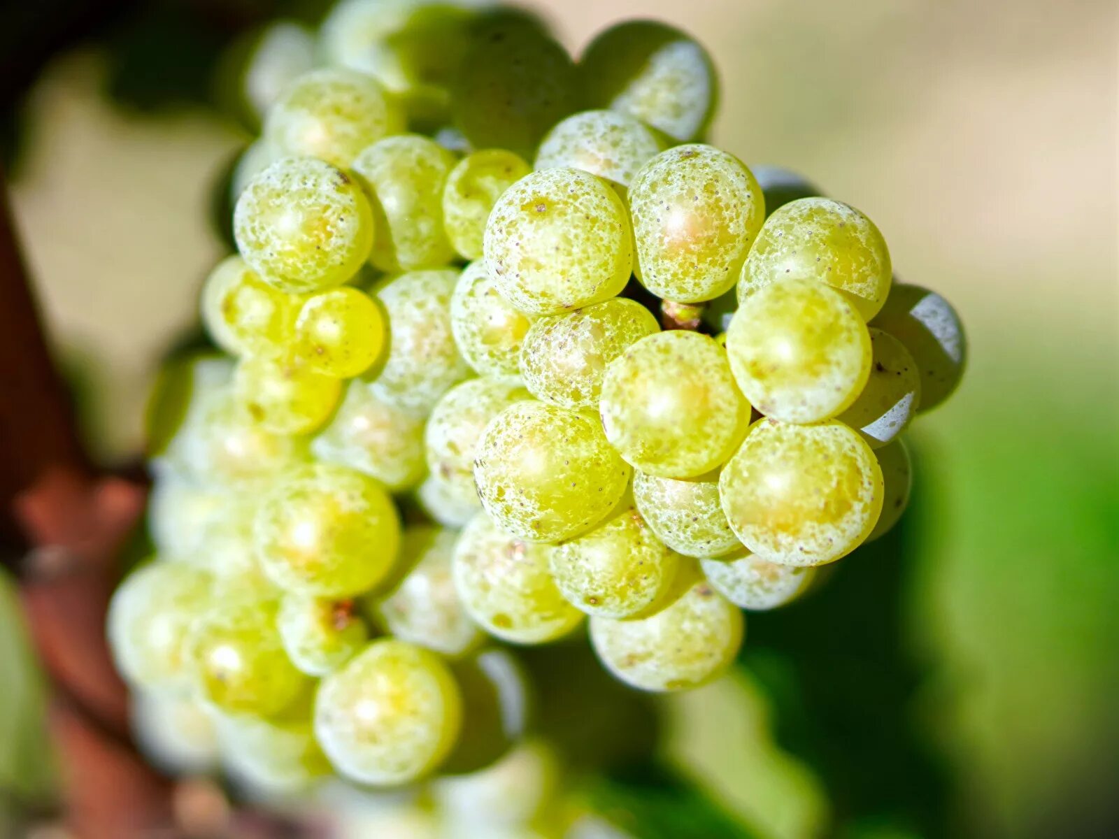 White grape