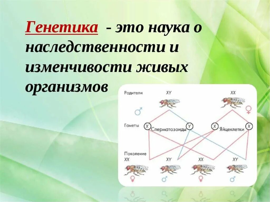 Генетика. Генетика биология. Генетика это наука о. Что изучает генетика наследственность.