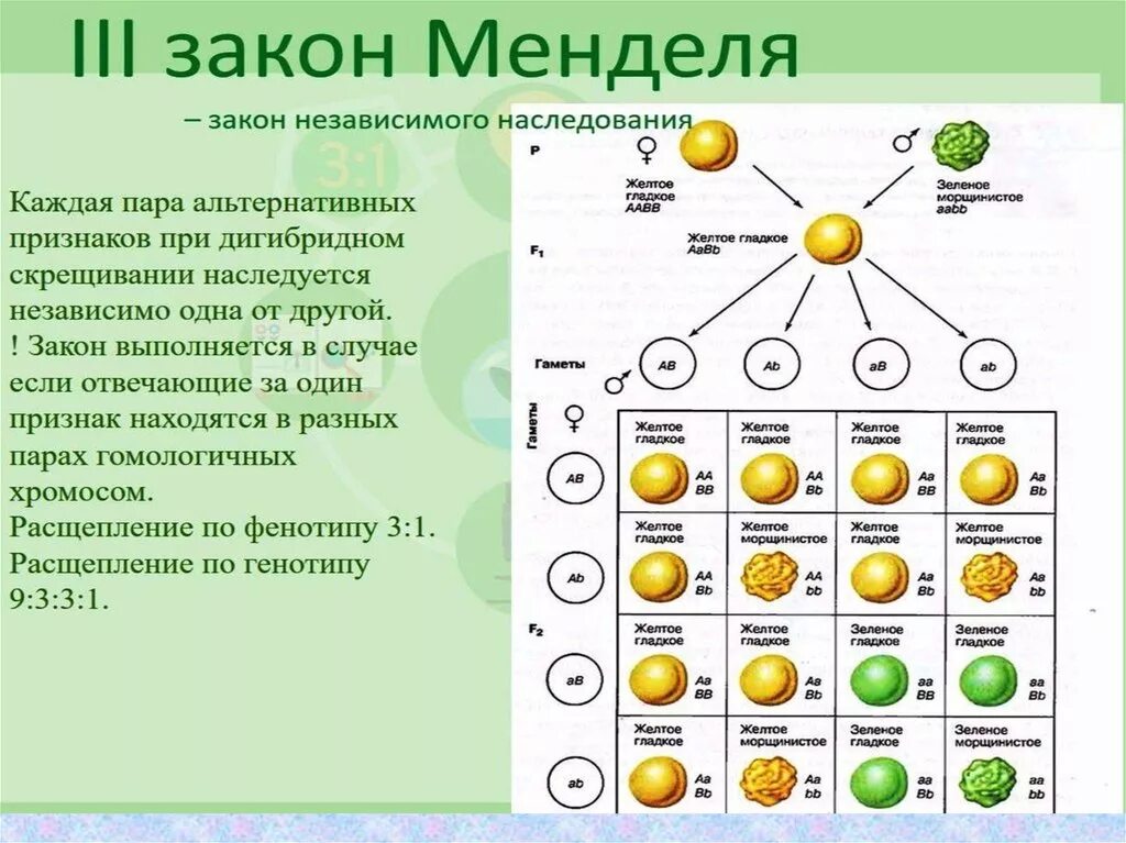 Дигибридное анализирующее скрещивание расщепление по фенотипу. Независимое наследование признаков 3 закон Менделя. Третий закон Менделя закон независимого наследования признаков. Схема независимого наследования. 3 Закон Менделя дигибридное скрещивание.