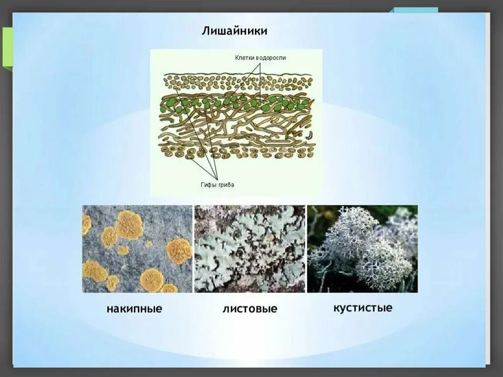 Лишайники животные растения впр 5 класс. Внутреннее строение лишайника. Лишайники царство. Строение гриба и лишайника. Лишайники эукариоты.