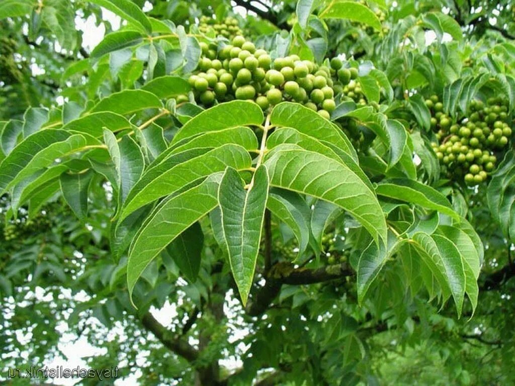 Амурский бархат ягода и их применение. Бархат амурский (phellodéndron amurénse). бархат амурский – phellodendron amurense rupr. бархат амурский пробковое дерево. уссурийская тайга амурский бархат.